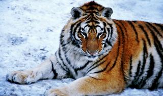 东北虎通常吃什么 老虎吃什么食物